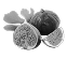 Fig